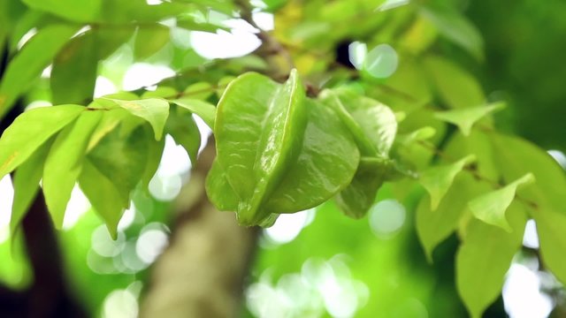 eine Sternfrucht an einem Baum