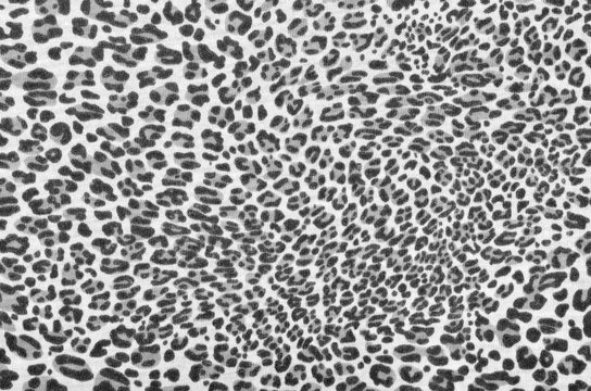 Grey leopard fur pattern. Black and white spotted animal print as background.