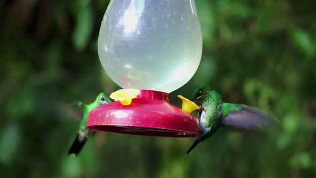 Kolibris trinkt aus einem Beh&auml;lter mit s&uuml;&szlig;er Fl&uuml;ssigkeit