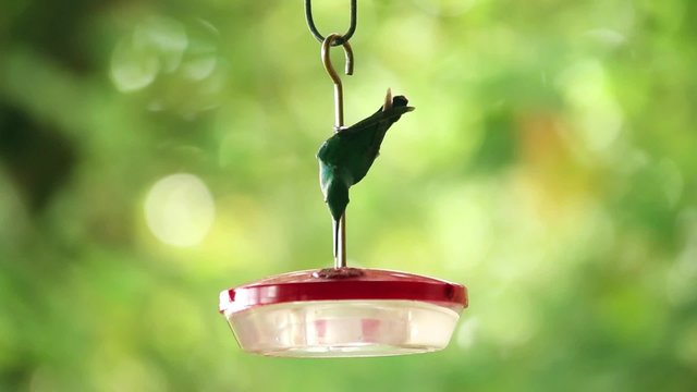 Kolibri trinkt aus einem Beh&auml;lter mit s&uuml;&szlig;er Fl&uuml;ssigkeit