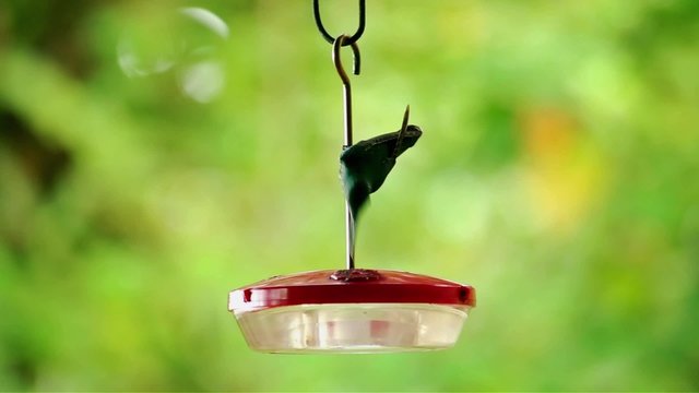 Kolibri trinkt aus einem Behälter mit süßer Flüssigkeit