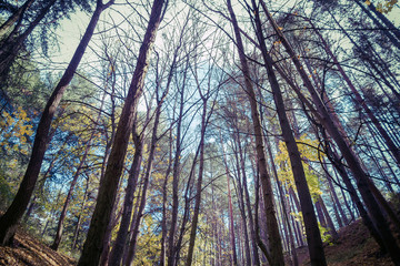 Bosque con Arboles  en Otoño
