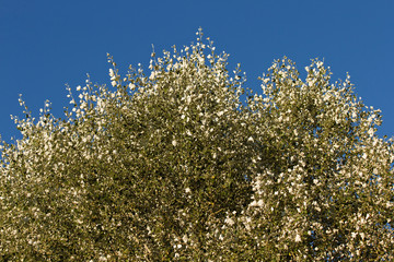 Copa de un Arbol Chopo Alamo  Blanco