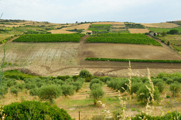 Beautiful agricultural landscape. Mediterranean summer view, Sar