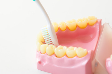 Denture shows how to use toothbrush, dental equipment