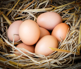 Group of raw eggs put on straw in farm