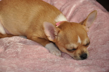 Chihuahua chiot qui dort