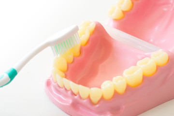 Denture shows how to use toothbrush, dental equipment