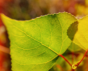 green leaves