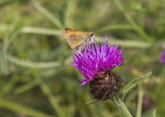 Skipper Moth on thistle.