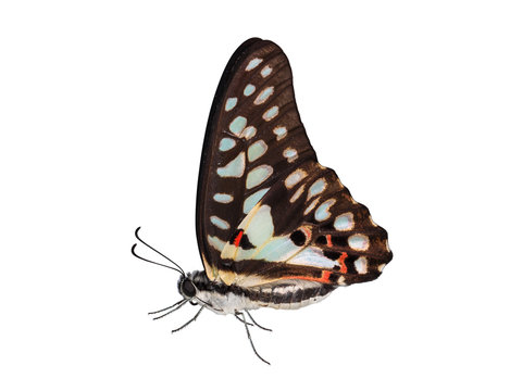 Isolated of common jay butterfly (Graphium doson)