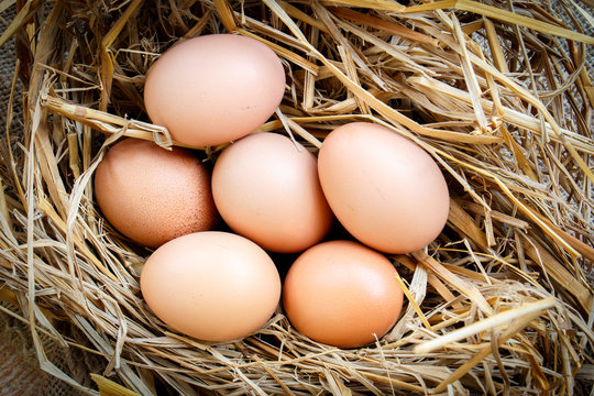 Group of raw eggs put on straw in farm