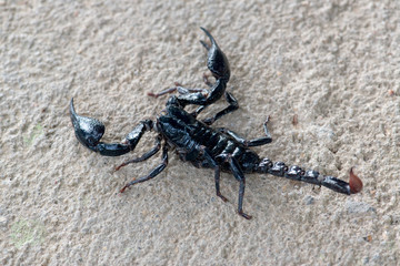 Black scorpion