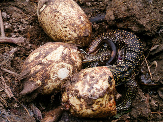 varanus in asea