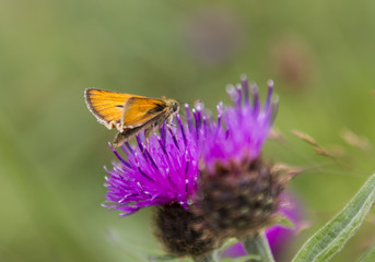 Skipper Moth on thistle.