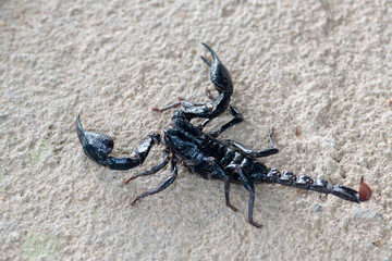 Black scorpion