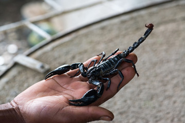 Black scorpion