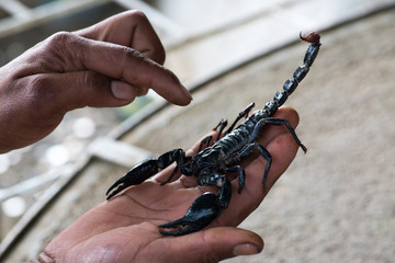 Black scorpion