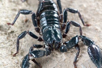 Black scorpion