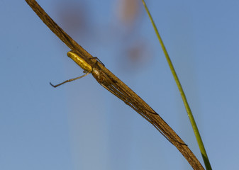 Long Jawed Spider. Teragnatha Extensa.