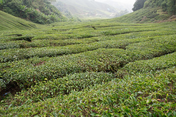 Fototapeta na wymiar Tea Plantation in the Cameron Highlands, Malaysia