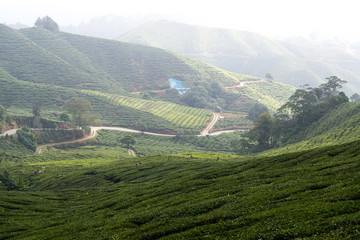 Obraz premium Tea Plantation in the Cameron Highlands, Malaysia