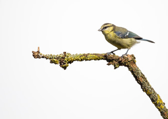 mésange