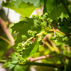 Growing bio grapes