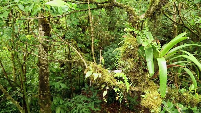 nat&uuml;rlicher wilder Dschungel in Costa Rica
