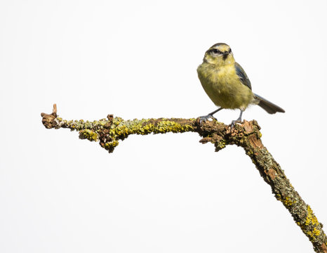 m&eacute;sange