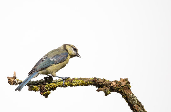 m&eacute;sange
