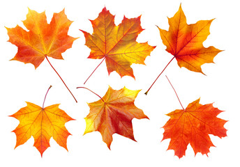 colorful autumn maple leaves isolated on white