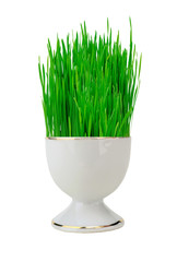 Fresh green grass in white pot isolated on white