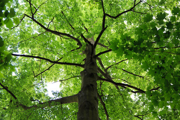 Naklejka premium looking up the tree