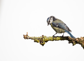 mésange à tête bleue