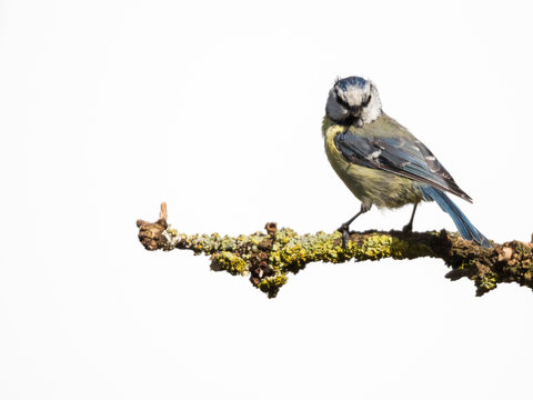 m&eacute;sange &agrave; t&ecirc;te bleue