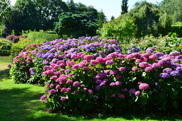 Shrub borders of Hydrangea in an English country garden in August.