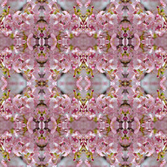 Obrazy na Plexi  Piękny różowy kwiat wiśni (Sakura) wzór backgro