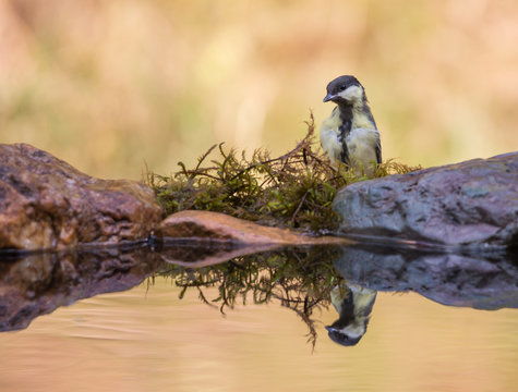 m&eacute;sange charbonni&egrave;re