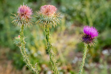 Milk Thistle Plant, Carduus Marianus, Natural Texturfe and Background