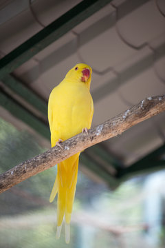 Yellow Indian Ringneck Parrot (Psittacula krameri)
