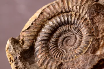 Poster Fossiel. Close-up van een ammonietfossiel. © Christian