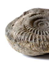Fossil.  Fossil isolated on a white background. © Christian