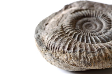 Fossil.
Fossil isolated on a white background.