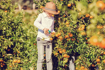 Portrait of attractive cute young boy picking mandarins at