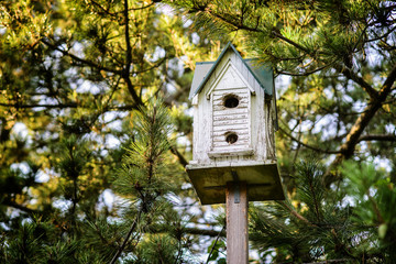 wooden birdhouse at pine forest