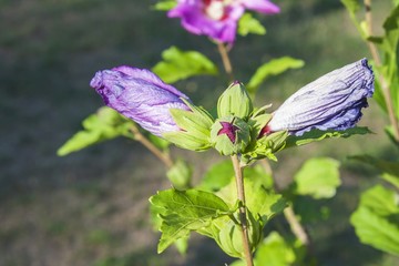 Hibiscus flower bushes in the light of the morning sun, blurred background. A summer day on the home garden. Cultivation of ornamental flowers. Domestic hobby - gardening.
