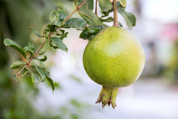 pomegranate