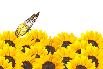 Naklejka premium Sunflower and Butterfly