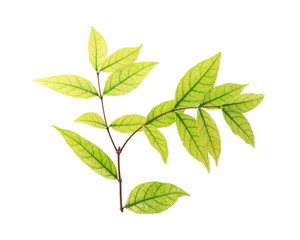 leaf isolated on white
